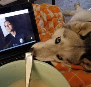 Illustration de l'article : 15 photos de chiens prêts à tout pour vous convaincre de les laisser goûter à ce que vous mangez