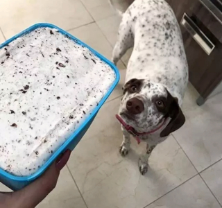 Illustration de l'article : 15 photos de chiens prêts à tout pour vous convaincre de les laisser goûter à ce que vous mangez