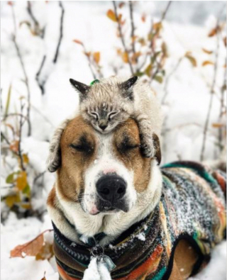 Illustration de l'article : 11 photos sublimes d'un chien et d'un chat qui sont les meilleurs compagnons d'aventures qui puissent exister