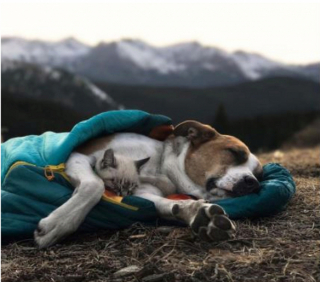 Illustration de l'article : 11 photos sublimes d'un chien et d'un chat qui sont les meilleurs compagnons d'aventures qui puissent exister