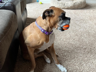 Illustration de l'article : Il restait peu d’espoir quant à l’avenir de ce Boxer, atteint d’un cancer. Pourtant, un traitement dérivé d’une plante va totalement changer la donne