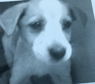 Illustration de l'article : Un homme ne décrochera plus jamais son téléphone après avoir abandonné son chiot, ce qui conduira cette famille à prendre une décision radicale