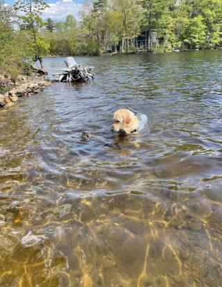 Illustration de l'article : Au milieu d’un lac, une marmotte tombée à l’eau a trouvé le moyen de transport parfait pour regagner le rivage… Le dos d’un Golden Retriever ! (vidéo)