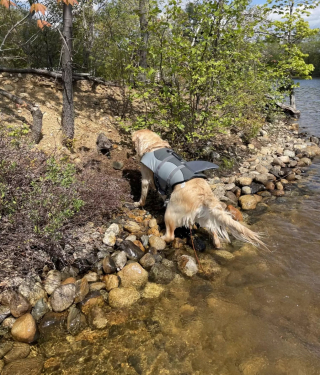 Illustration de l'article : Au milieu d’un lac, une marmotte tombée à l’eau a trouvé le moyen de transport parfait pour regagner le rivage… Le dos d’un Golden Retriever ! (vidéo)