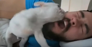 Illustration de l'article : Vidéo : tous les matins, ce chien vient réveiller son maître et insiste jusqu’à ce qu’il ouvre les yeux