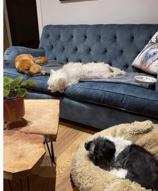 Illustration de l'article : Une renarde aveugle retrouve un semblant d’autonomie grâce à son nouvel ami Westie (vidéo)