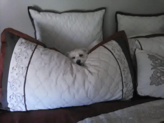 Illustration de l'article : Un ingénieur met ses compétences à profit pour faciliter la vie de sa chienne âgée