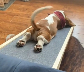 Illustration de l'article : Ce Basset a détourné sa rampe d’accès pour l’utiliser de façon beaucoup plus ludique (vidéo)
