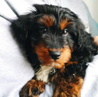 Illustration de l'article : Un chiot, sauvé par une inconnue, va lui rendre la pareille tandis qu’elle traversait un moment difficile