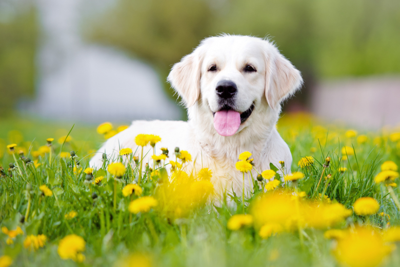  Golden Retriever : histoire, caractéristiques, éducation et coût