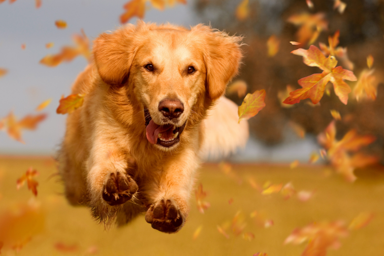 Golden retriever histoire caract ristiques ducation et co t
