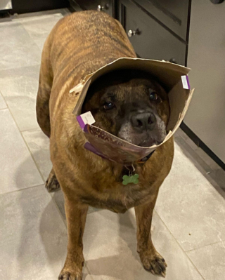 Illustration de l'article : 7 photos hilarantes de nos compagnons à quatre pattes