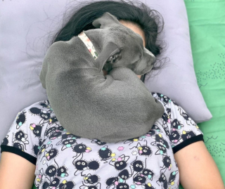 Illustration de l'article : 7 photos hilarantes de nos compagnons à quatre pattes