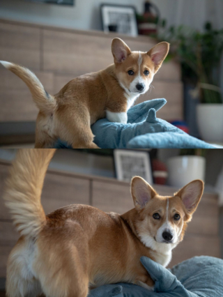 Illustration de l'article : 7 photos hilarantes de nos compagnons à quatre pattes