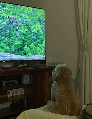 Illustration de l'article : 7 photos hilarantes de nos compagnons à quatre pattes