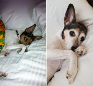 Illustration de l'article : 7 photos hilarantes de nos compagnons à quatre pattes