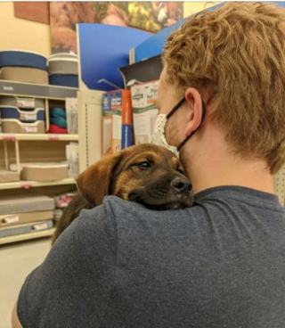 Illustration de l'article : 15 photos de chiens venant d'être adoptés et dont la joie est palpable