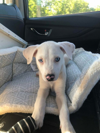 Illustration de l'article : 15 photos de chiens venant d'être adoptés et dont la joie est palpable