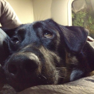 Illustration de l'article : 15 photos de chiens venant d'être adoptés et dont la joie est palpable