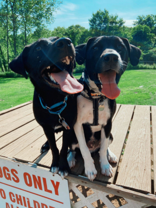 Illustration de l'article : 15 photos de chiens venant d'être adoptés et dont la joie est palpable