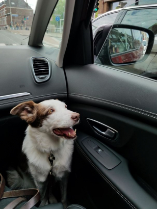 Illustration de l'article : 15 photos de chiens venant d'être adoptés et dont la joie est palpable