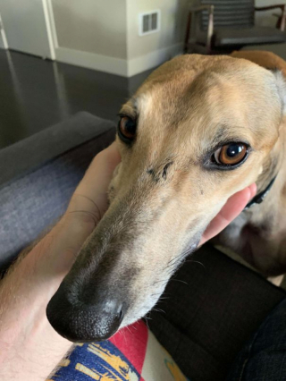 Illustration de l'article : 15 photos de chiens venant d'être adoptés et dont la joie est palpable