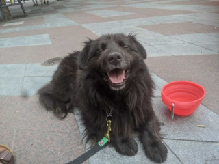 Illustration de l'article : 15 photos de chiens venant d'être adoptés et dont la joie est palpable