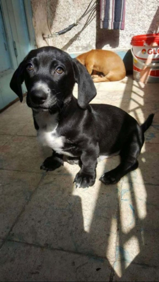 Illustration de l'article : 15 photos de chiens venant d'être adoptés et dont la joie est palpable