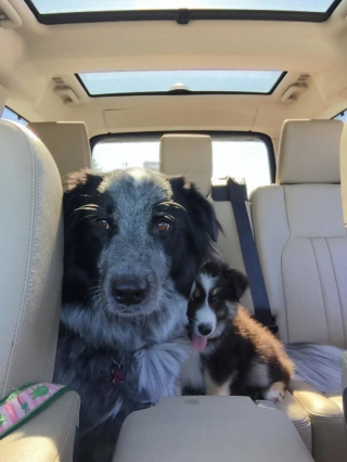 Illustration de l'article : 15 photos de chiens venant d'être adoptés et dont la joie est palpable