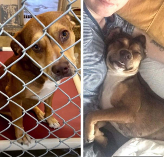 Illustration de l'article : 15 photos de chiens venant d'être adoptés et dont la joie est palpable