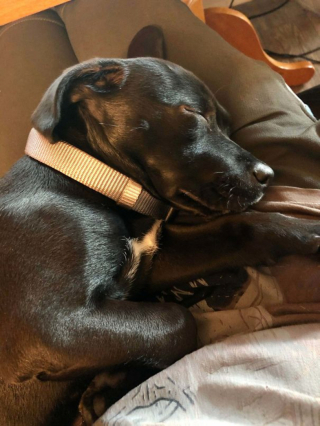 Illustration de l'article : 15 photos de chiens venant d'être adoptés et dont la joie est palpable