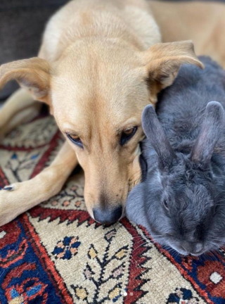 Illustration de l'article : Ce chien poursuit un lapin, mais pour les bonnes raisons (vidéo)