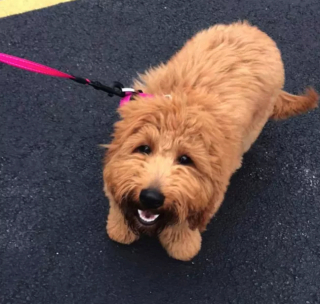 Illustration de l'article : 19 photos offrant un aperçu de l'héroïsme quotidien de nos chiens