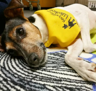 Illustration de l'article : 19 photos offrant un aperçu de l'héroïsme quotidien de nos chiens