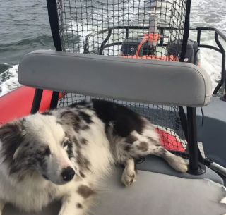 Illustration de l'article : 19 photos offrant un aperçu de l'héroïsme quotidien de nos chiens