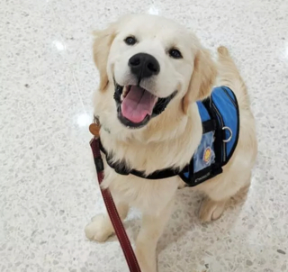 Illustration de l'article : 19 photos offrant un aperçu de l'héroïsme quotidien de nos chiens