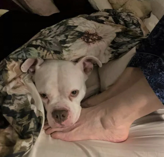 Illustration de l'article : 19 photos offrant un aperçu de l'héroïsme quotidien de nos chiens