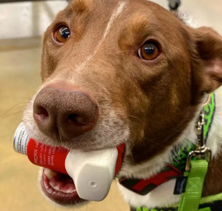 Illustration de l'article : 19 photos offrant un aperçu de l'héroïsme quotidien de nos chiens