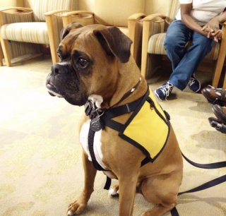 Illustration de l'article : 19 photos offrant un aperçu de l'héroïsme quotidien de nos chiens