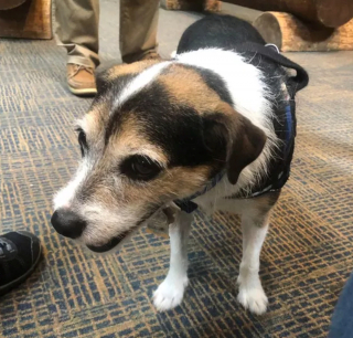 Illustration de l'article : 19 photos offrant un aperçu de l'héroïsme quotidien de nos chiens