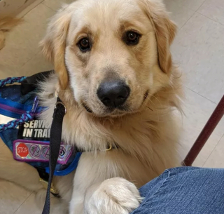 Illustration de l'article : 19 photos offrant un aperçu de l'héroïsme quotidien de nos chiens