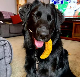 Illustration de l'article : 19 photos offrant un aperçu de l'héroïsme quotidien de nos chiens