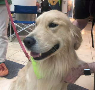 Illustration de l'article : 19 photos offrant un aperçu de l'héroïsme quotidien de nos chiens