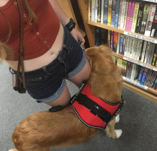 Illustration de l'article : 19 photos offrant un aperçu de l'héroïsme quotidien de nos chiens