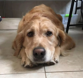 Illustration de l'article : 19 photos offrant un aperçu de l'héroïsme quotidien de nos chiens