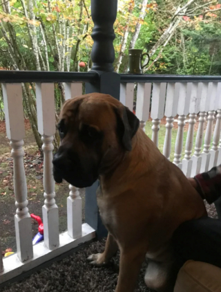 Illustration de l'article : 20 photos rendant honneur au Mastiff, ce colosse au cœur tendre et vaillant