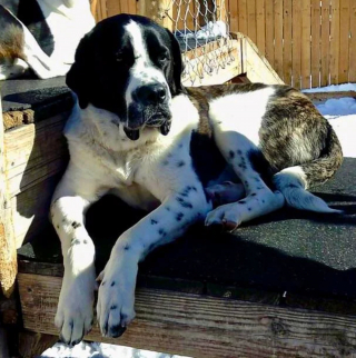 Illustration de l'article : 20 photos rendant honneur au Mastiff, ce colosse au cœur tendre et vaillant