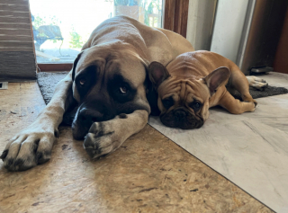 Illustration de l'article : 20 photos rendant honneur au Mastiff, ce colosse au cœur tendre et vaillant