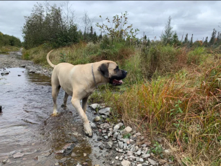 Illustration de l'article : 20 photos rendant honneur au Mastiff, ce colosse au cœur tendre et vaillant
