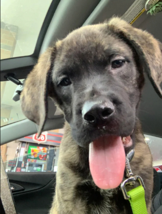 Illustration de l'article : 20 photos rendant honneur au Mastiff, ce colosse au cœur tendre et vaillant